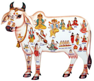vache-hindou