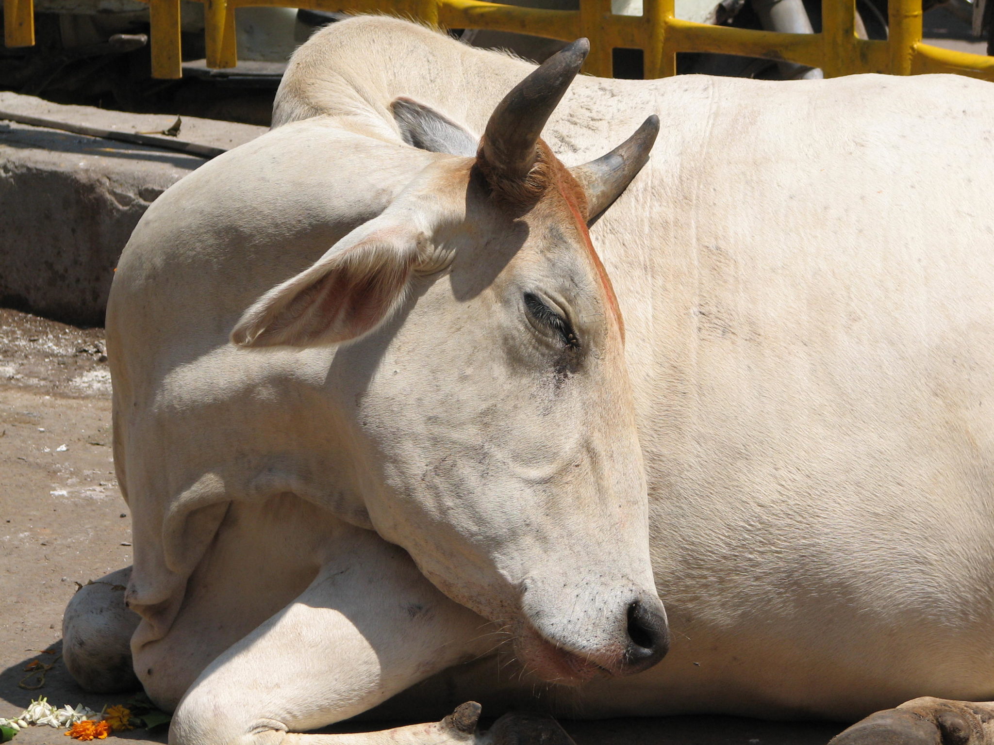 SARASWATI COW VACHE