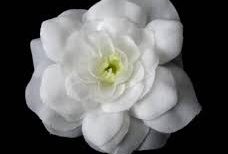 Le Gardenia