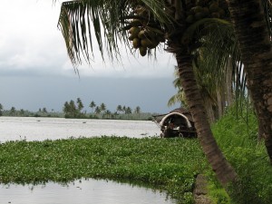 Kerala (493)