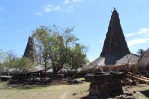 Sumba1 (105)  