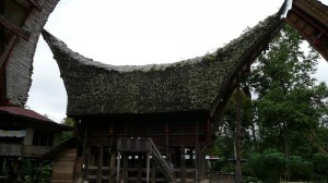 TORAJA (123)