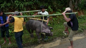 TORAJA (146)