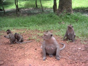 cambodge (126)