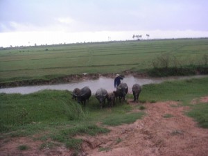 cambodge (157)