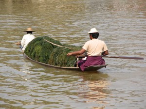 Myanmar (133)